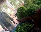 La diversidad de productos que se ofertan a la población interesó a la delegada territorial de la agricultura en Cárdenas