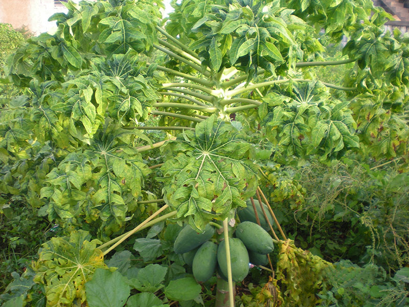 FrutaBomba
