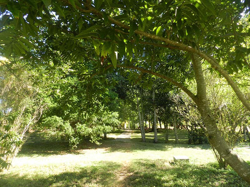 arboles