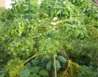FrutaBomba
