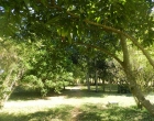 arboles