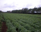 boniato