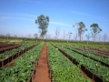 Finca "El Retiro"
