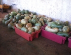 calabazas