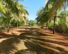 camino cocos