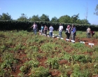 campo