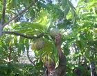 frutas