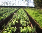 lechuga1