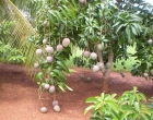 mangos2