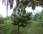 racimo platano