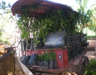 reforestacion1