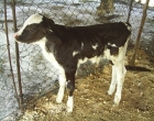 M2081S-1029