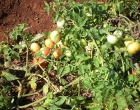 tomates2