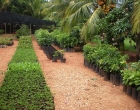 vivero