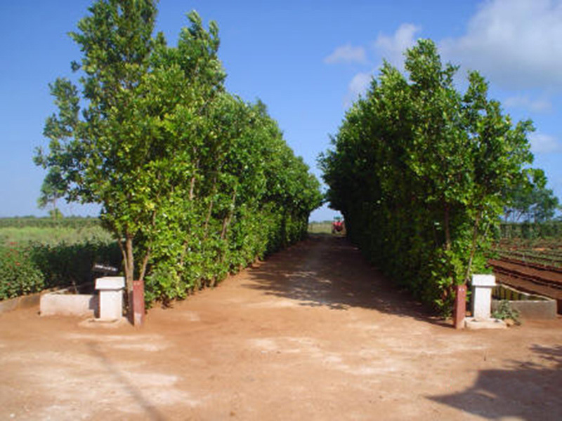 camino2