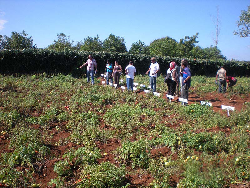 campo