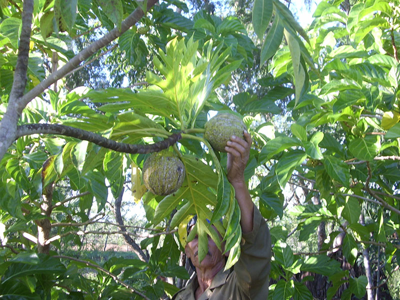 frutas
