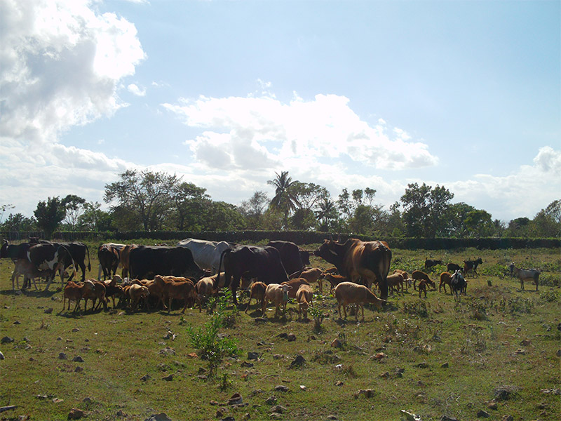ganado