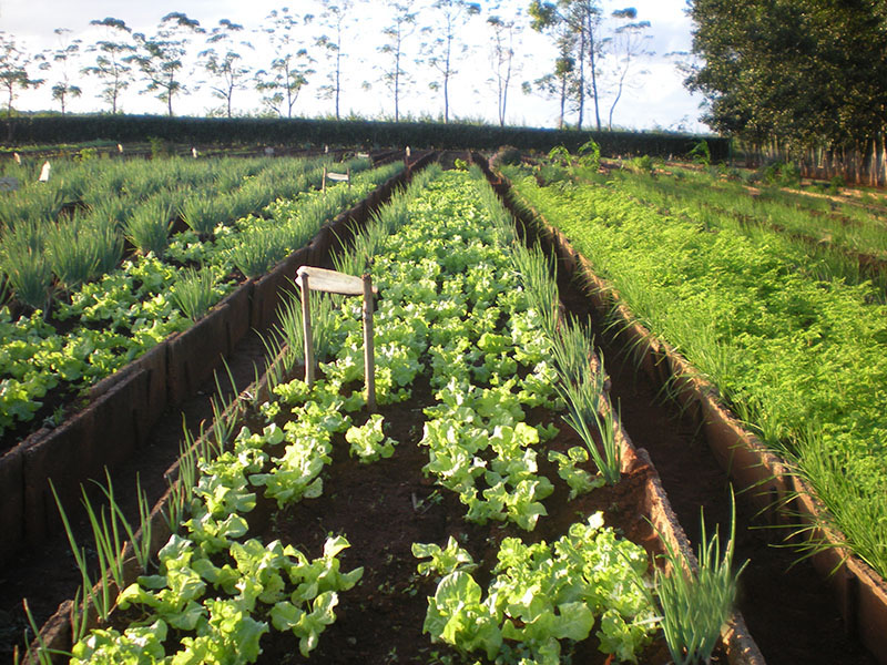 lechuga1