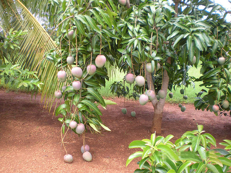 mangos2