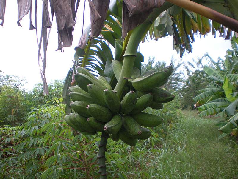 racimo platano