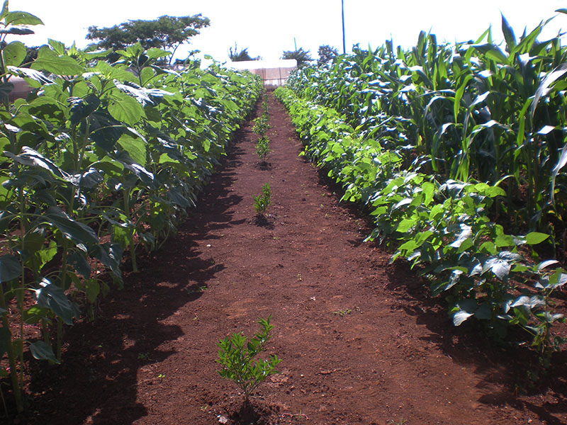 sembrado