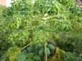 FrutaBomba