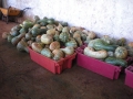 calabazas