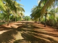 camino cocos