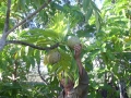 frutas