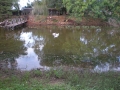 lago