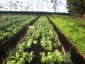 lechuga1