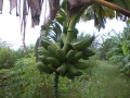 racimo platano
