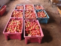 tomates