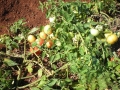 tomates2