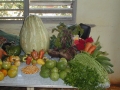 vegetalesB
