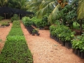 vivero