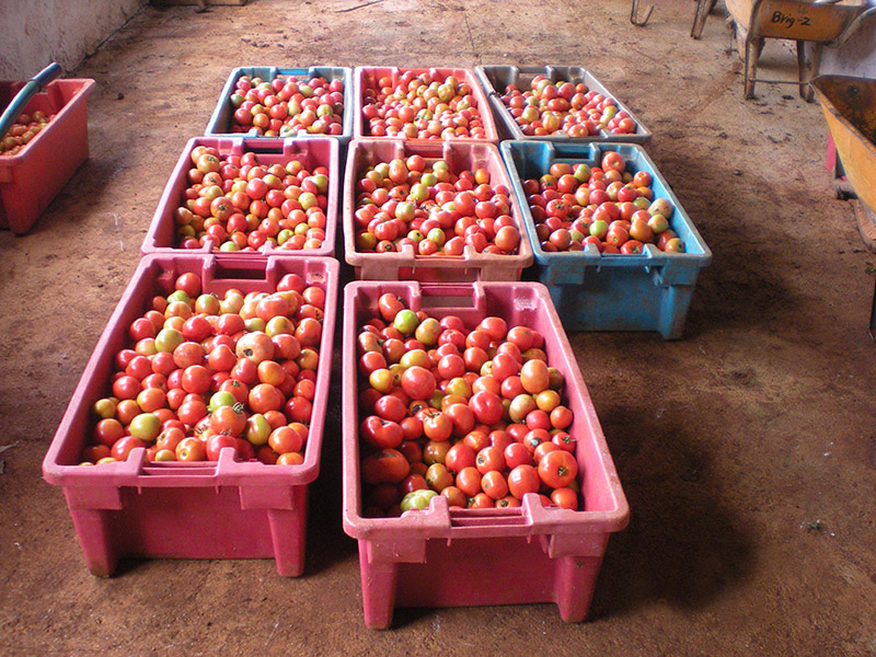 tomates