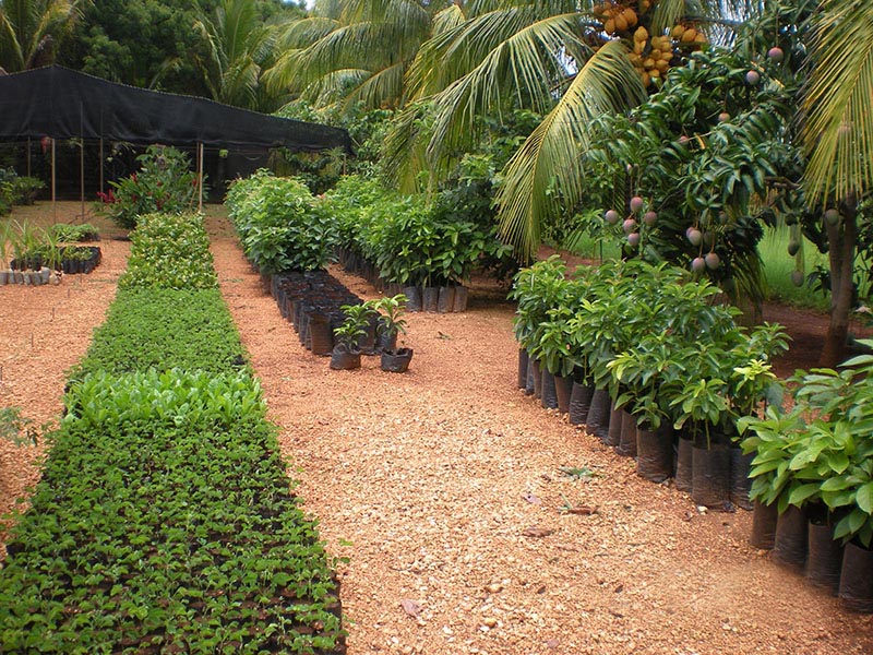 vivero