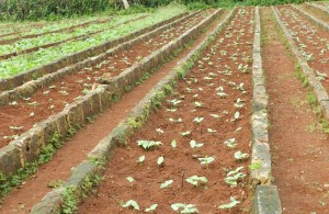 Sembrados de la finca El Retiro