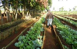 Canteros con legumbres