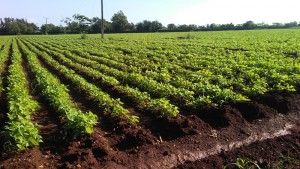 Cultivos en Finca El Retiro