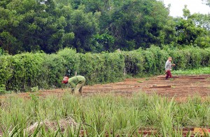 Plantaciones en la Finca El Retiro