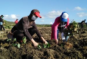 Jóvenes participando en tareas productivas fuente_www.radiocubana.icrt.cu