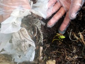 Al retirar las bolsas de plástico, descubrimos una nueva vida abriéndose paso