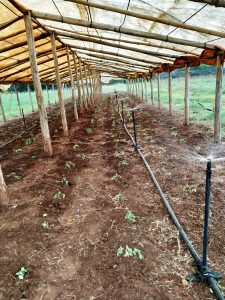 Siembra de posturas de tomate en casa de tapado