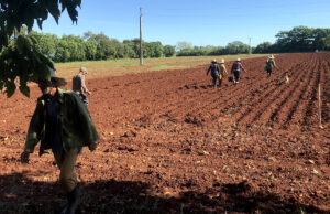 Durante el proceso de siembra de frijoles
