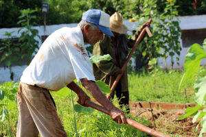La eliminación de malezas es vital para el buen crecimiento de los cultivos