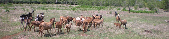 Biosistema ganado