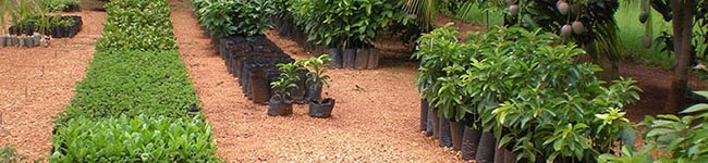 Biosistema Vivero